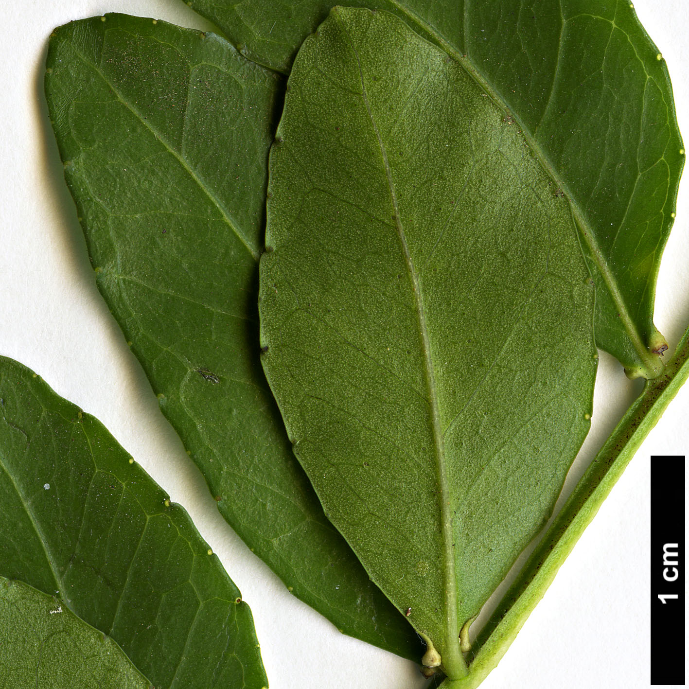 High resolution image: Family: Rutaceae - Genus: Zanthoxylum - Taxon: capense